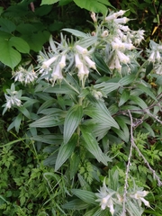 Lithospermum bejariense