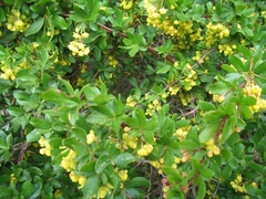 Berberis hispanica
