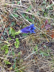 Gentiana acaulis