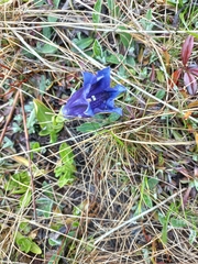 Gentiana acaulis