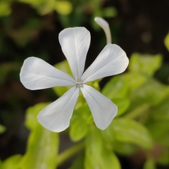 Plumbago auriculata