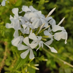 Plumbago auriculata