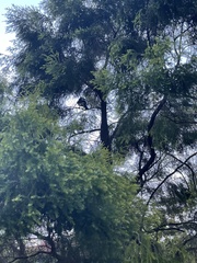 Anthracoceros albirostris