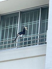 Anthracoceros albirostris