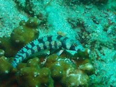 Parapercis tetracantha