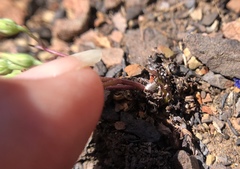 Malacothrix clevelandii