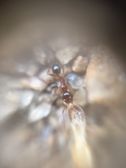 Pheidole indica