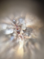 Pheidole indica