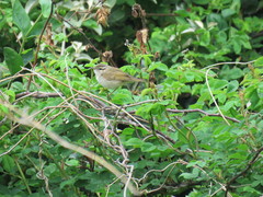 Phylloscopus tenellipes