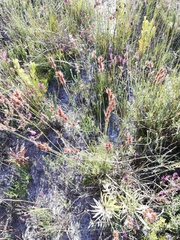 Thamnochortus lucens