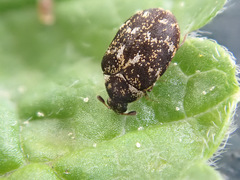 Anthrenus museorum