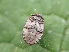 Anthrenus museorum
