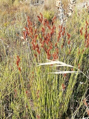 Thamnochortus lucens