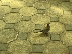 Streptopelia senegalensis