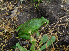 Gastrotheca riobambae