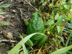 Gastrotheca riobambae