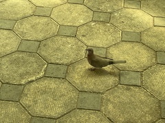 Streptopelia senegalensis