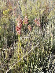 Thamnochortus lucens