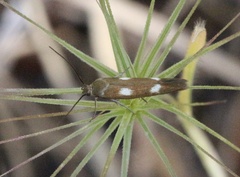 Scythris flabella