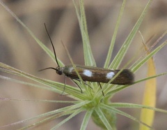 Scythris flabella