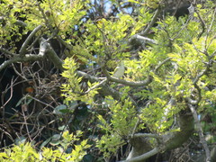 Phylloscopus coronatus