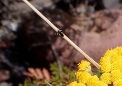 Sphaeniscus filiolus