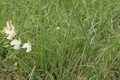 Lathyrus pannonicus