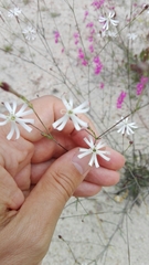 Silene portensis