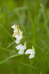 Lathyrus pannonicus