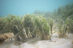 Zostera nigricaulis