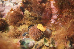 Pseudechinus magellanicus