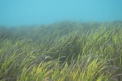 Zostera nigricaulis