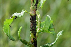 Aphis rumicis