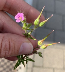 Geranium purpureum