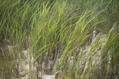 Zostera nigricaulis