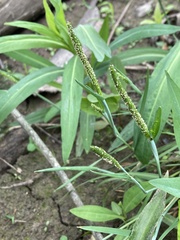 Alopecurus carolinianus