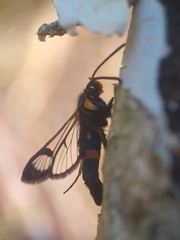 Synanthedon culiciformis
