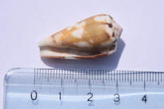 Conus magus