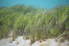 Zostera nigricaulis