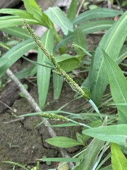 Alopecurus carolinianus