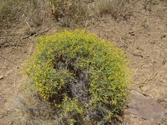 Bupleurum spinosum