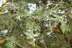 Juniperus thurifera thurifera