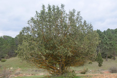 Juniperus thurifera thurifera