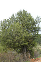 Juniperus thurifera thurifera