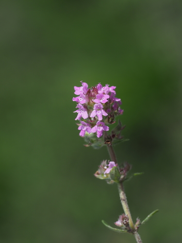 Thymus odoratissimus (Thymus odoratissimus)