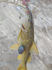 Pimelodus maculatus