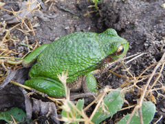 Gastrotheca riobambae