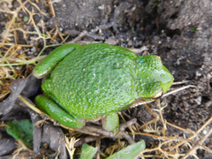 Gastrotheca riobambae