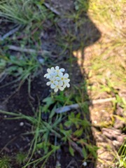 Manulea buchneroides