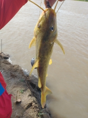 Pimelodus maculatus
